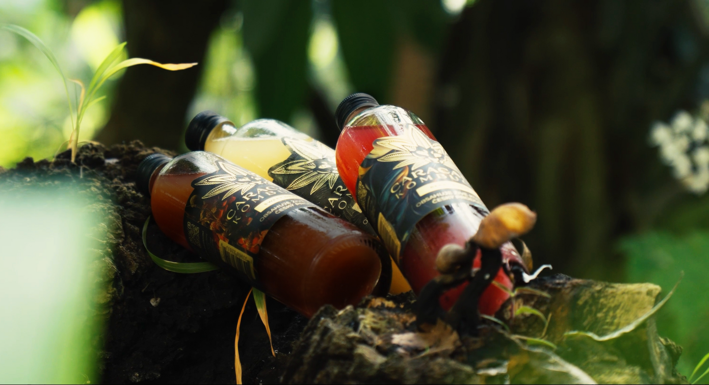Caracalya kombucha for a month (box 20x350ml)