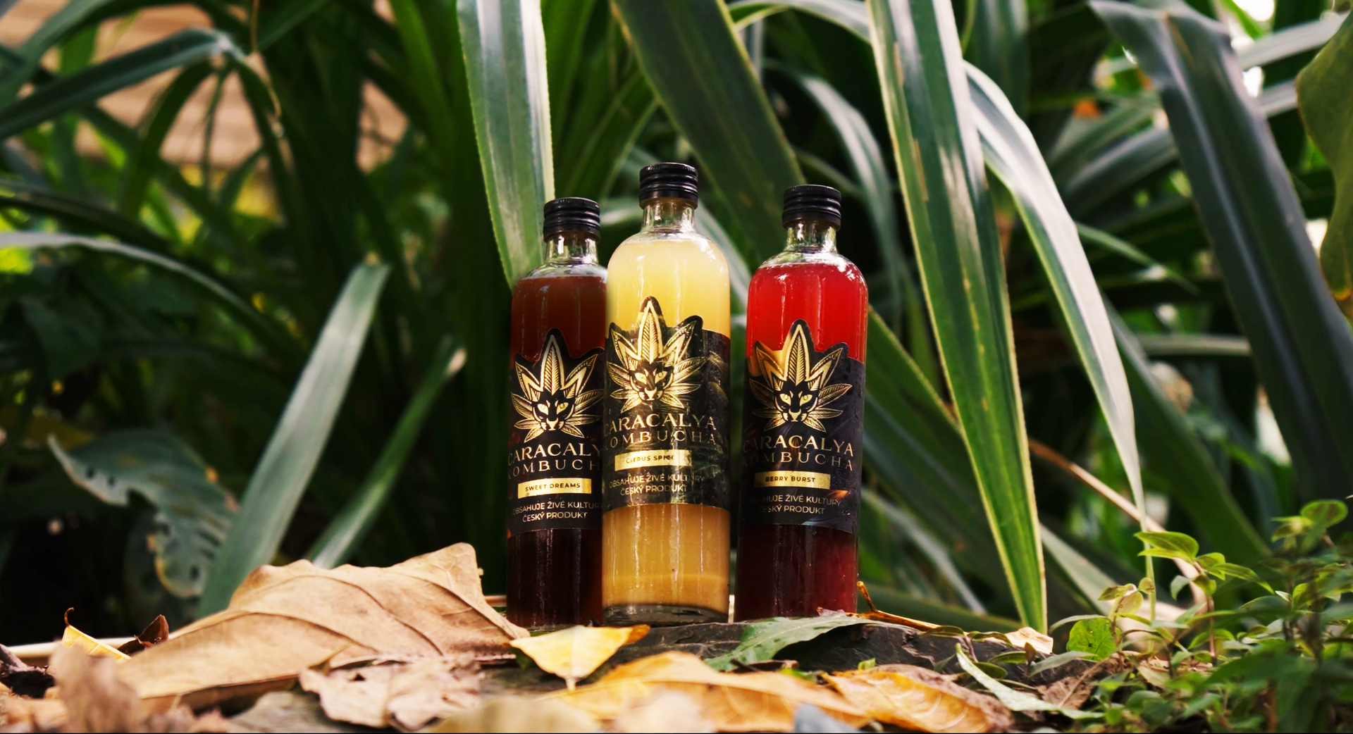 Load video: Kombucha Bez plastu, bez kompromisů | Jen ovoce a sklo